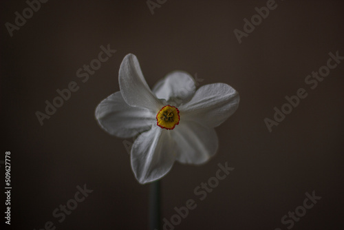 daffodil on a dark brown background