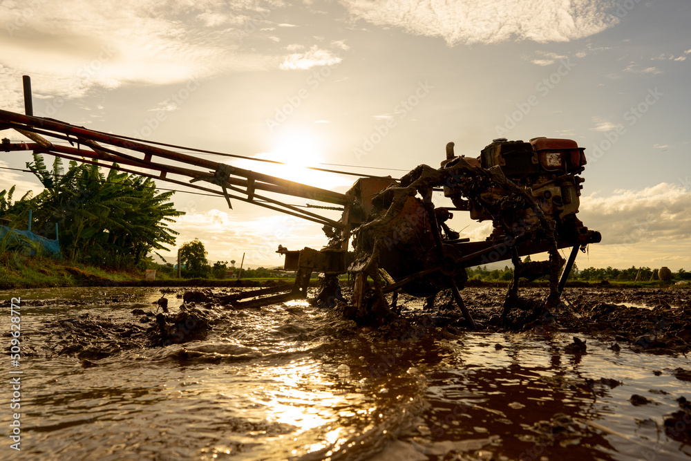Fototapeta premium Plowing in mud of rice field on plantation season