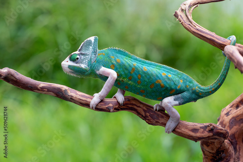 Side view beautiful Pied Veiled Chameleon or White Piebald Chameleon on a tree branch.