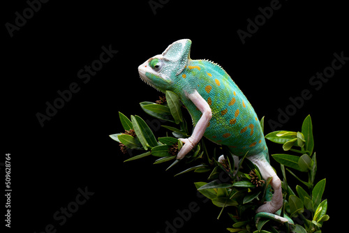 Side view beautiful Pied Veiled Chameleon or White Piebald Chameleon on a tree branch.