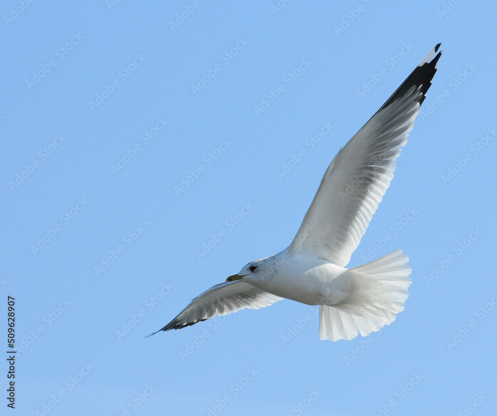 Birds of Ukraine.Gulls fly against the blue sky. Wintering waterfowl Birds of Ukraine.Gulls fly against the blue sky. Wintering waterfowl