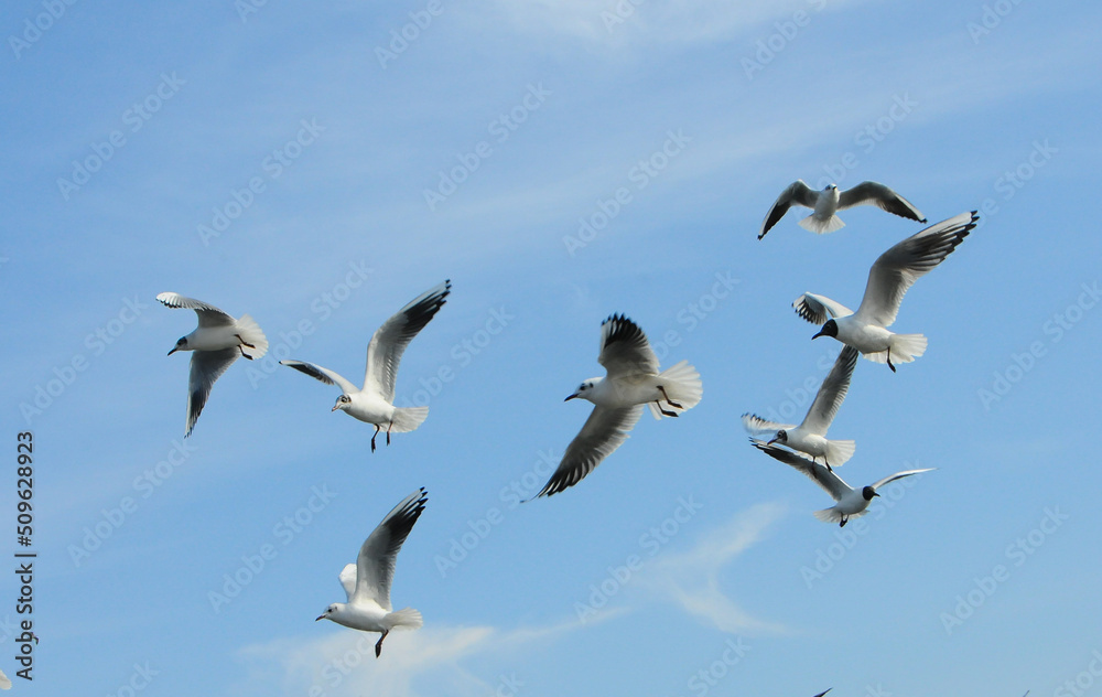 Birds of Ukraine.Gulls fly against the blue sky. Wintering waterfowl