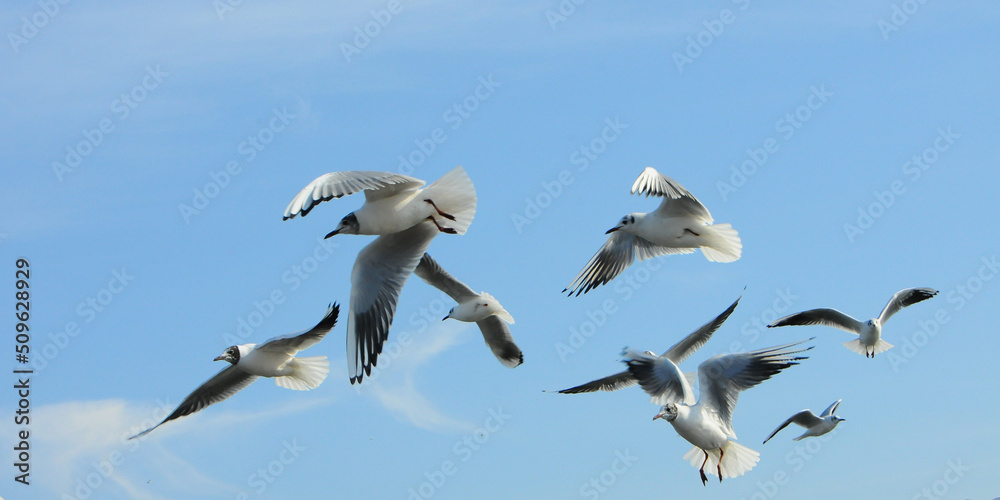Obraz premium Birds of Ukraine.Gulls fly against the blue sky. Wintering waterfowl
