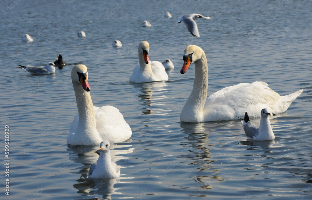 Swans - wintering waterfowl in the Black Sea Swans - wintering waterfowl in the Black Sea