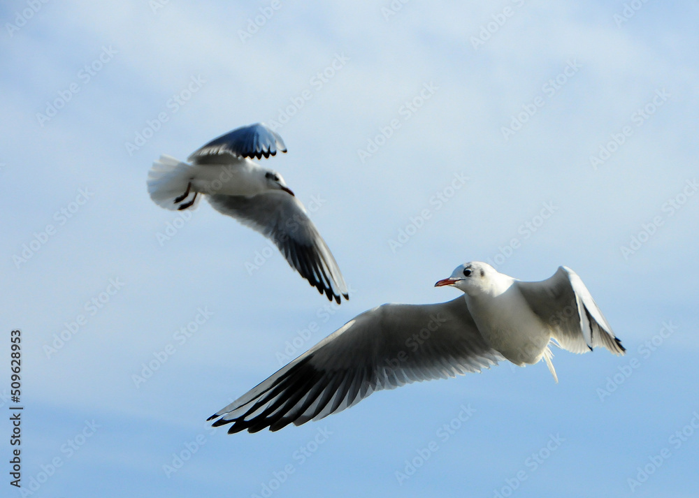 Birds of Ukraine.Gulls fly against the blue sky. Wintering waterfowl Birds of Ukraine.Gulls fly against the blue sky. Wintering waterfowl