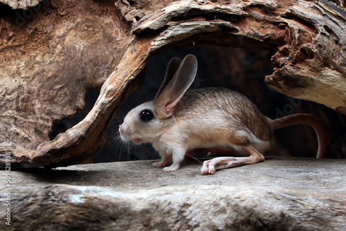 The Long-eared Jerboa (Euchoreutes naso) on wood.