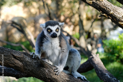 lemur on a tree © tangxn