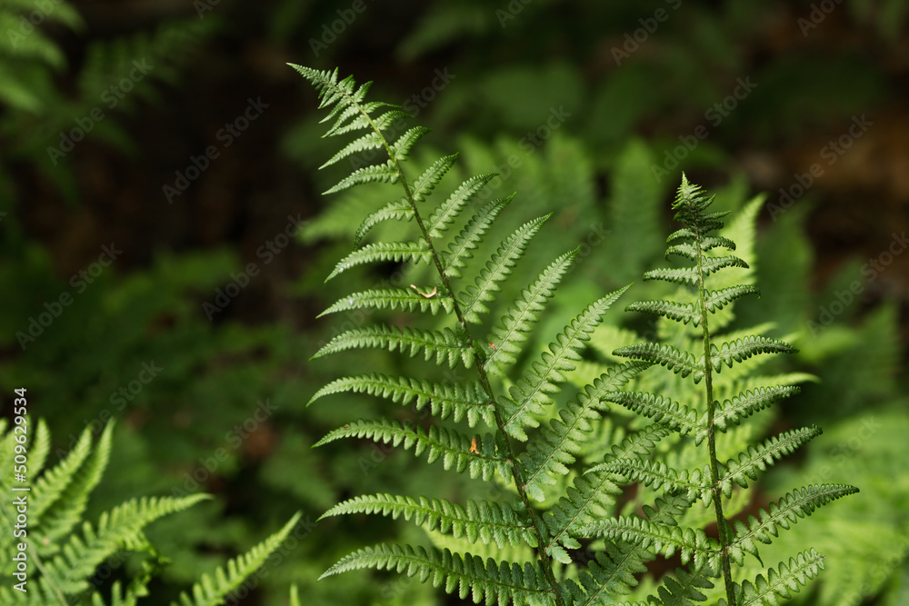 Wild green fern leaves in the summer forest. Dark nature background. Jungle green foliage close up. Wild green fern leaves in the summer forest. Dark nature background. Jungle green foliage close up.