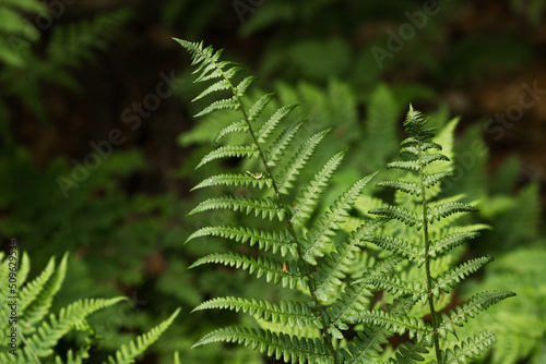 Wild green fern leaves in the summer forest. Dark nature background. Jungle green foliage close up.