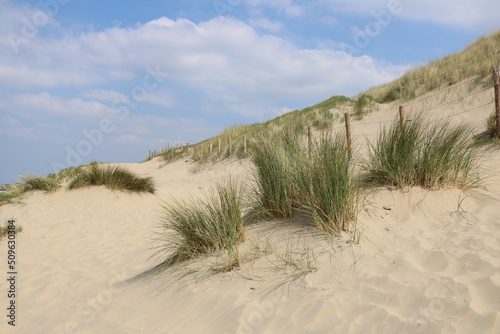 Sanddünen am Meer in Holland bei Noordwijk