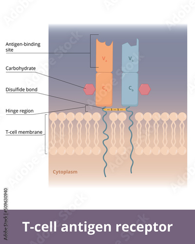 T-cell antigen receptor. The basic structure of a typical T-cell antigen receptor. T-cell receptor molecule is embedded in cell membrane , a portion of it extends area surrounding the cell