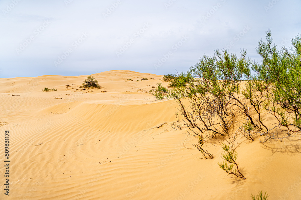 desert in the Astrakhan region of Russia Big Brother, a dune of yellow loose sand and some desert vegetation desert in the Astrakhan region of Russia Big Brother, a dune of yellow loose sand and some desert vegetation
