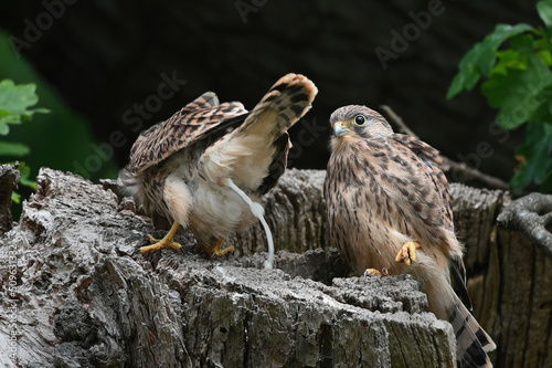 Εκτύπωση καμβά Fledgling kestrel defecate  out of nest