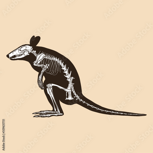 Skeleton wallaby vector illustration