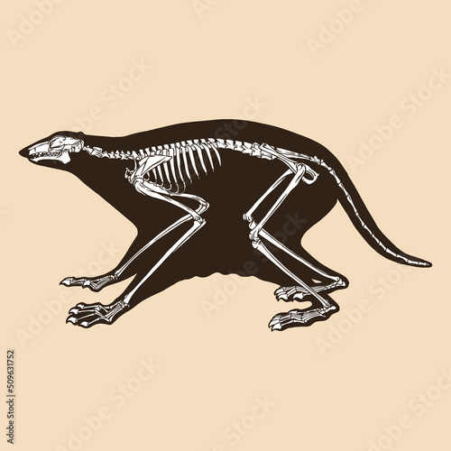 Skeleton colugo vector illustration