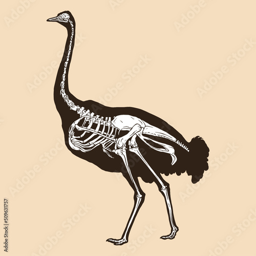 Skeleton ostrich vector illustration