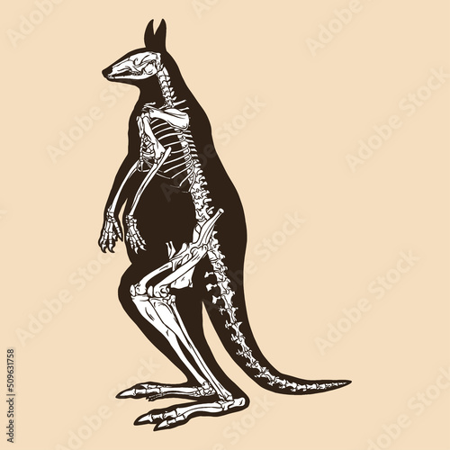 Skeleton red kangaroo vector illustration