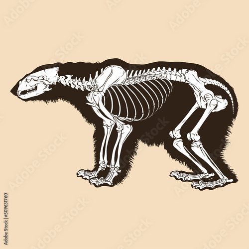 Skeleton polar bear vector illustration Fototapet