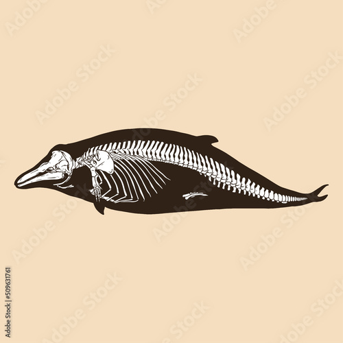 Skeleton bottlenose dolphin vector illustration