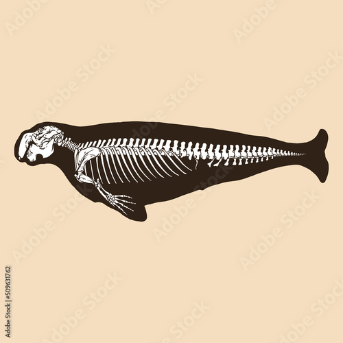 Skeleton dugong vector illustration