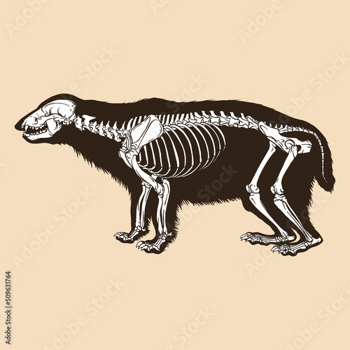 Skeleton taxidea taxus vector illustration