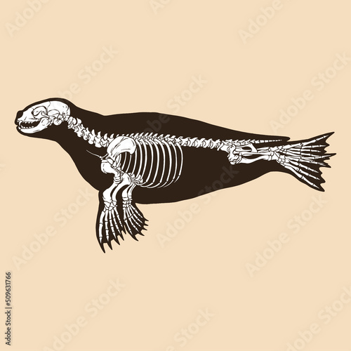 Skeleton seal vector illustration