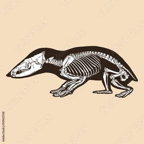 Skeleton tailless tenrec vector illustration