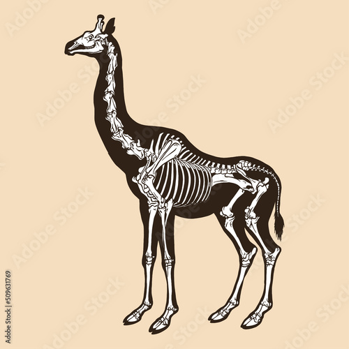 Skeleton giraffe vector illustration
