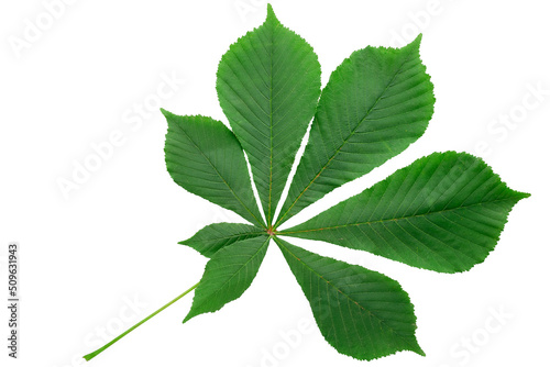 Leaf chestnut on white background. Clipping path