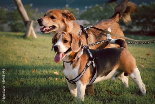 Dogs enjoy playing in the park outdoor with owner. Beagle. Thai dog.