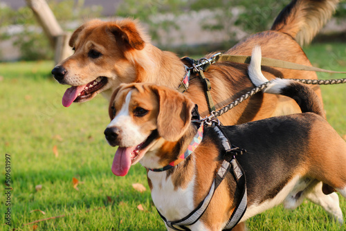 Dogs enjoy playing in the park outdoor with owner. Beagle. Thai dog.
