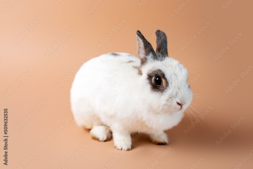Bunny on a studio cream backdrop, white fluffy bunny. Domesticated pet rabbit. 