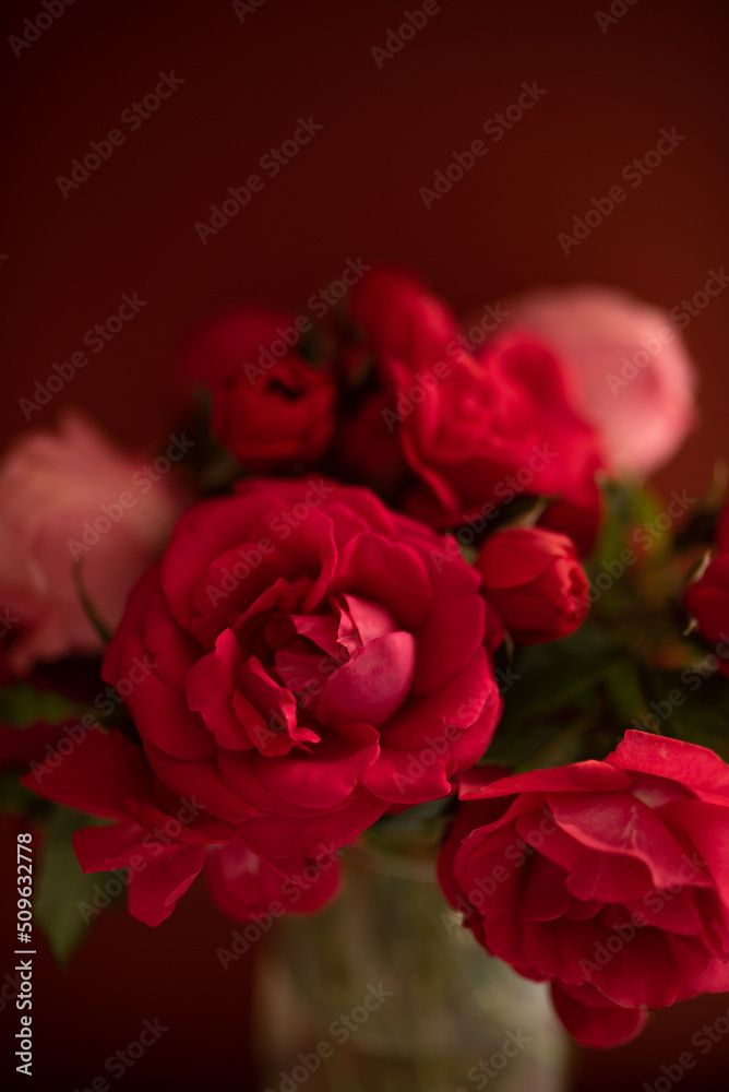 Red roses on a dark red background Red roses on a dark red background