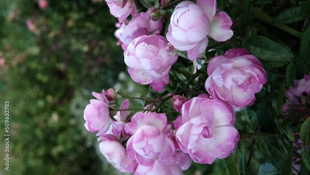 Beautiful and delicate pale pink roses in rose garden. Gardening concept. Slow motion, vertical format Beautiful and delicate pale pink roses in rose garden. Gardening concept. Slow motion, vertical format
