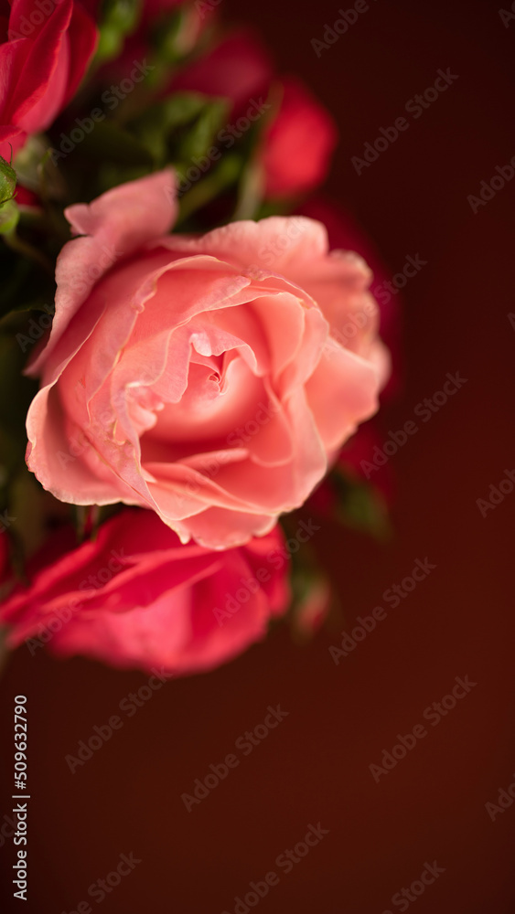 Close up pink rose flower