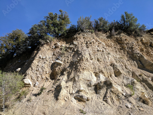 pine tree in the mountains