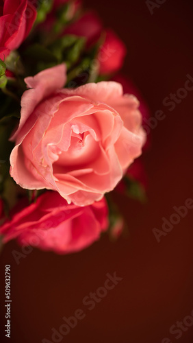 Close up pink rose flower