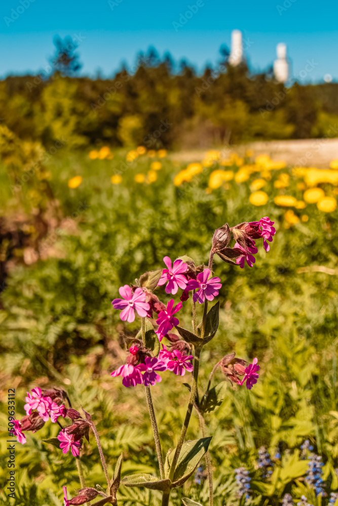 Silene dioica, red campion, at the famous Hohenbogen summit, Bavarian forest, Bavaria, Germany