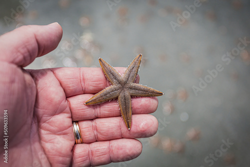 starfish in hand