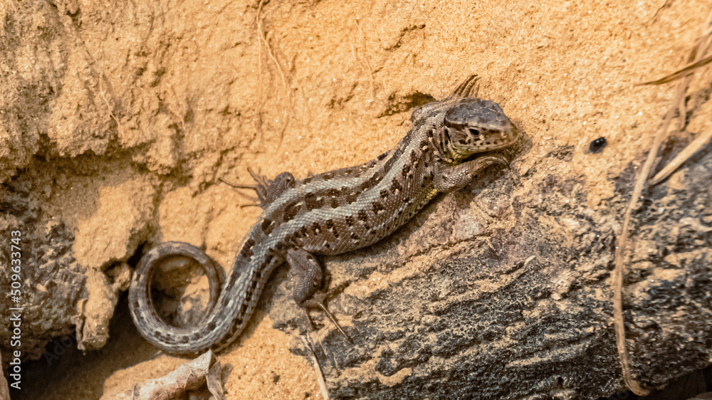 Lacerta agilis, sand lizard, on a sunny summer day near Landau, Isar, Bavaria, Germany Lacerta agilis, sand lizard, on a sunny summer day near Landau, Isar, Bavaria, Germany