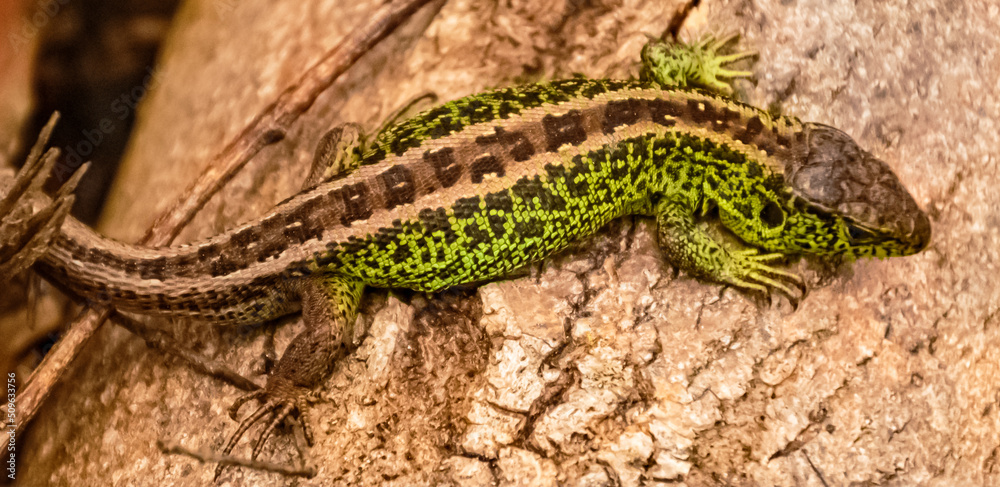 Naklejka premium Lacerta agilis, sand lizard, on a sunny summer day near Landau, Isar, Bavaria, Germany