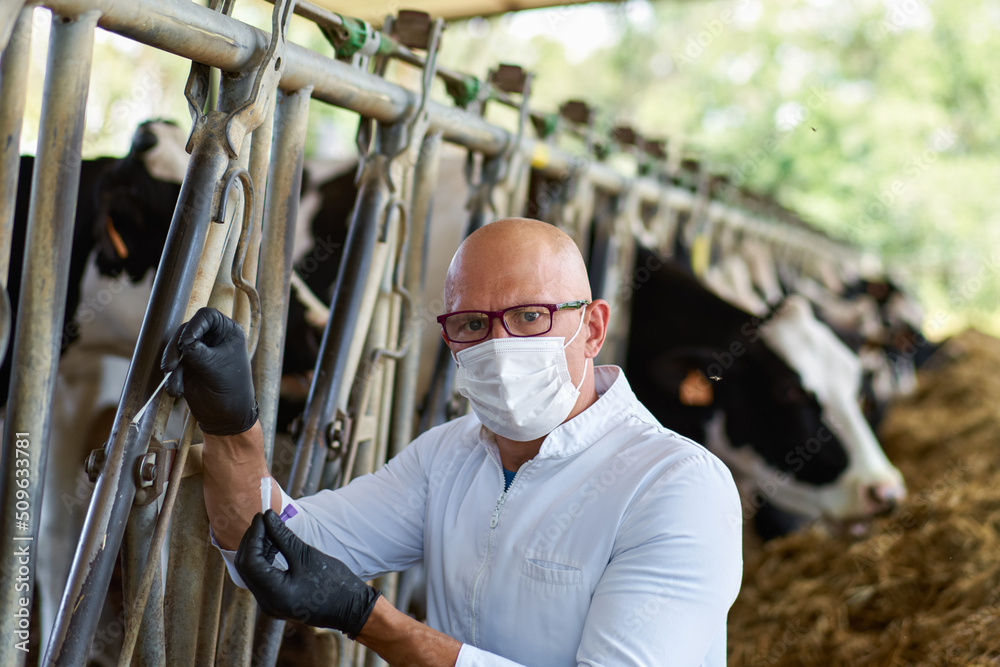 Veterinarian taking a test from cows on a farm