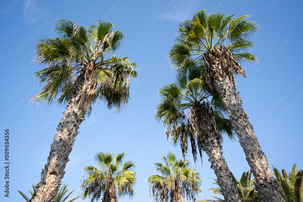Fototapeta premium palm trees on a sunny day