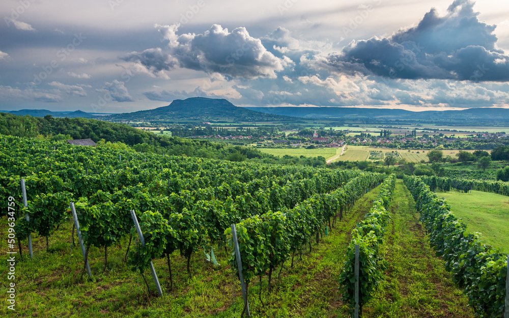 Vineyards with the Saint George Hill in Balaton Highlands, Hungary