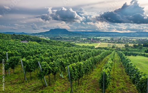 Vineyards with the Saint George Hill in Balaton Highlands, Hungary