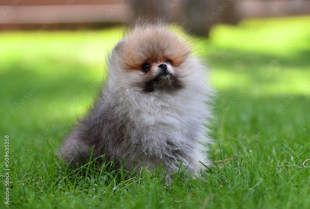 a little pomeranian dog a little pomeranian dog