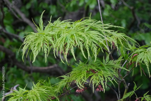 Acer dissectum Plant, japanese maple viridis green leaves close up, selective focus.