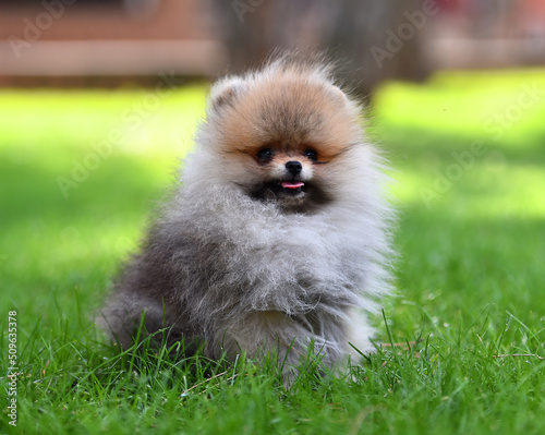 a little pomeranian dog