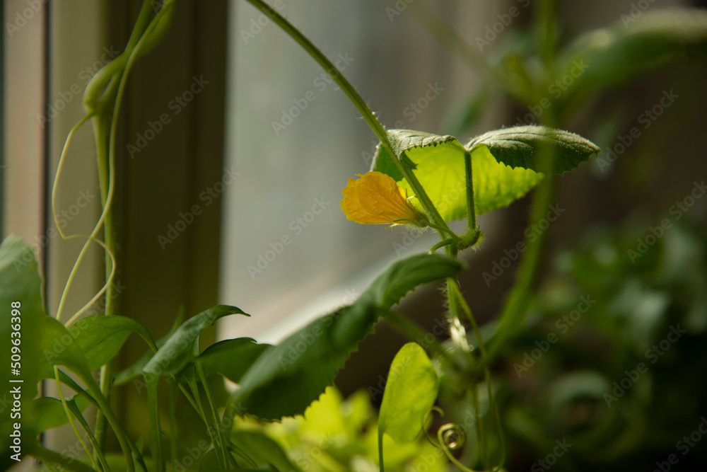 Home Gardening - Growing melon in a pot indoors Home Gardening - Growing melon in a pot indoors