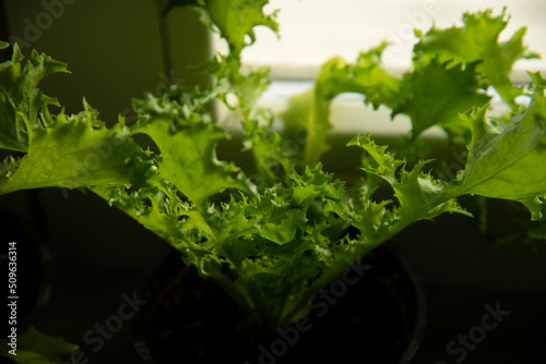 Home Gardening - Growing endive lettuce  in a pot indoors